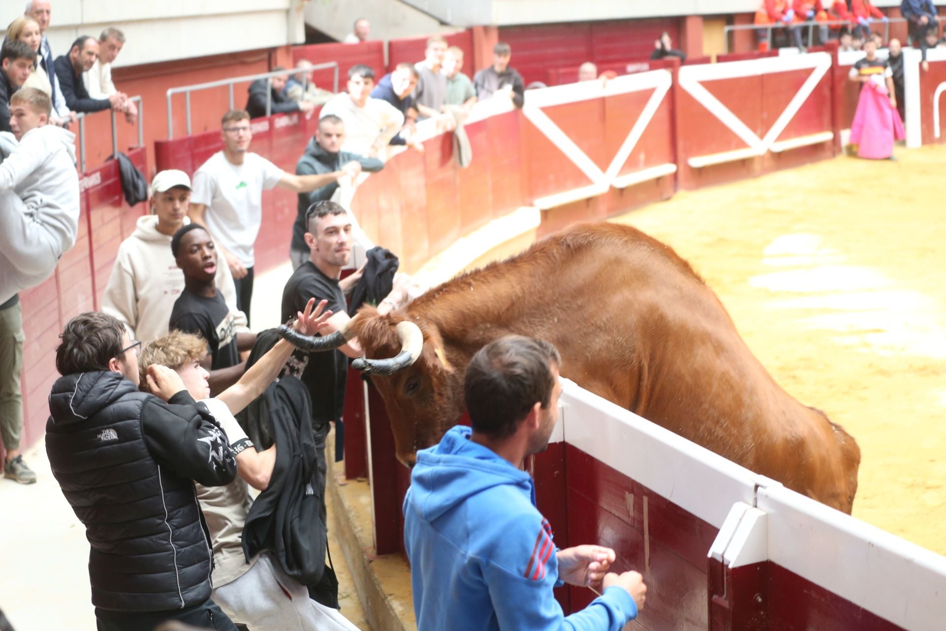 Las vaquillas tampoco defraudan el miércoles