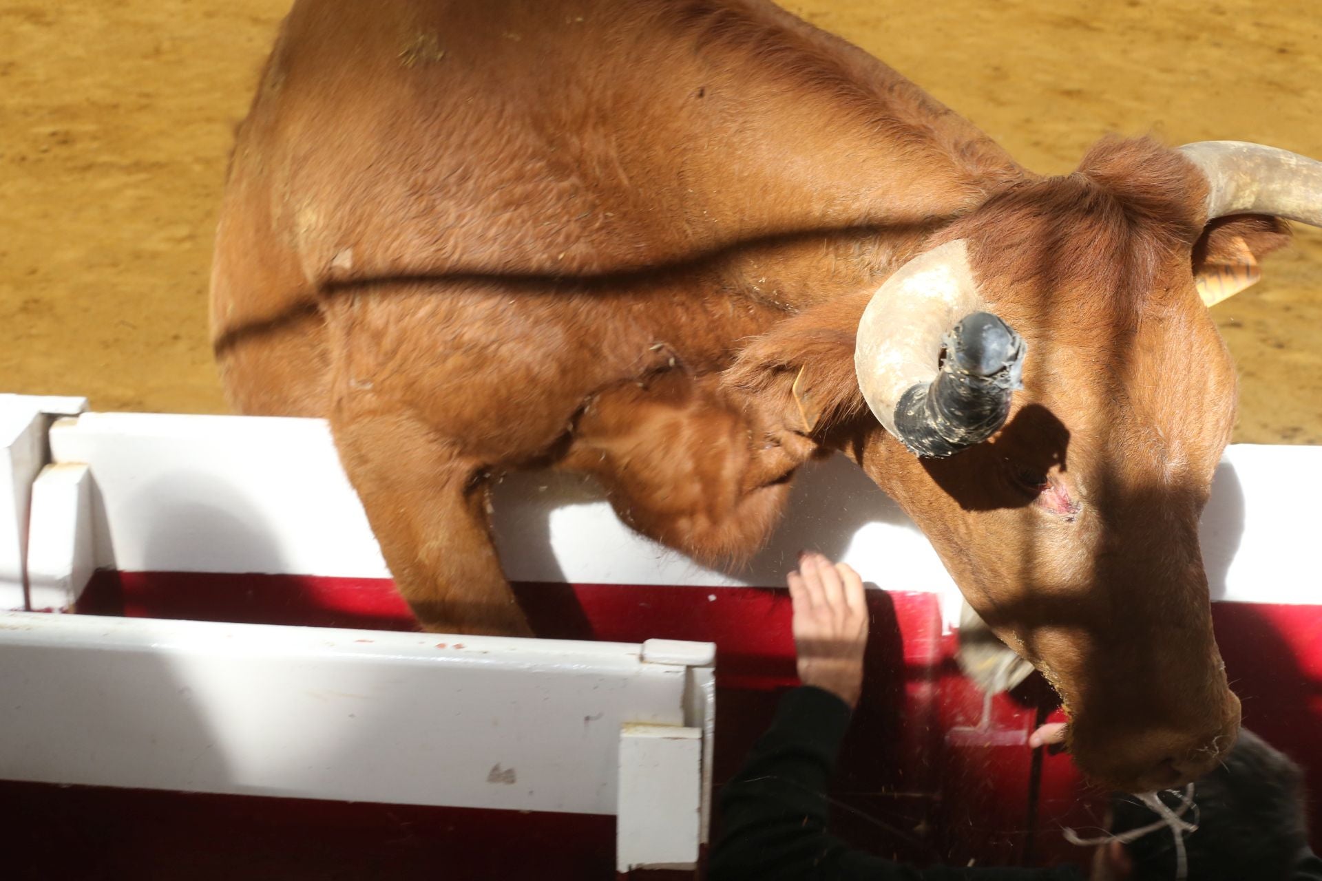 Las vaquillas tampoco defraudan el miércoles