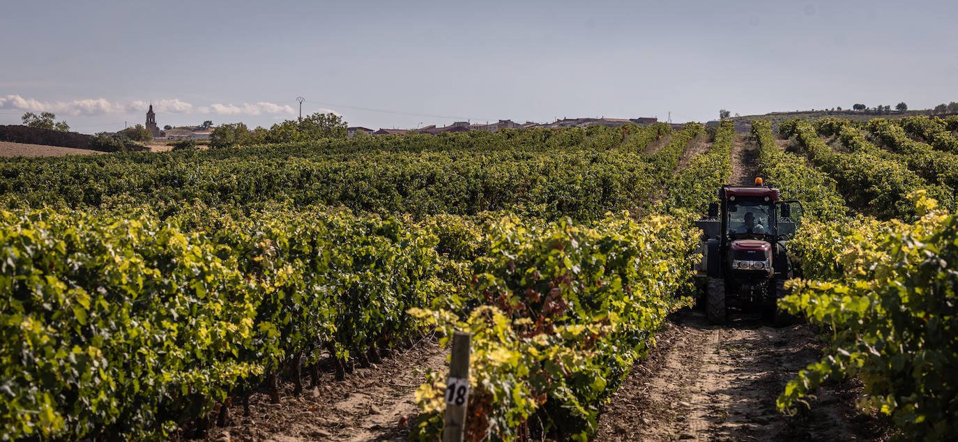 Las imágenes de la vendimia del santuario de La Estrella