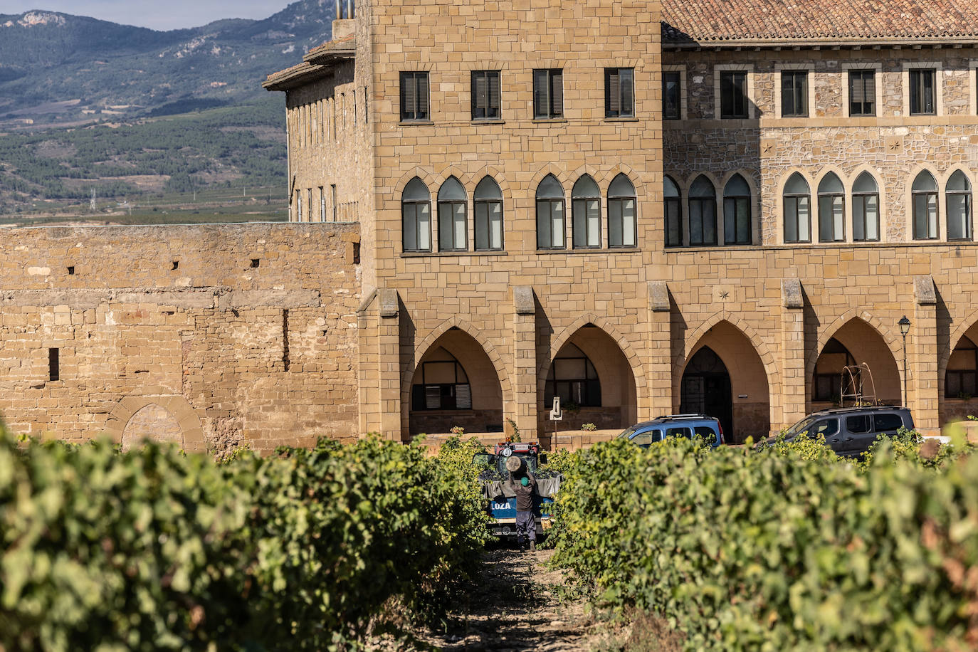 Las imágenes de la vendimia del santuario de La Estrella