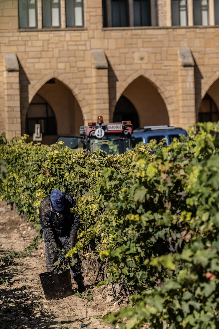 Las imágenes de la vendimia del santuario de La Estrella