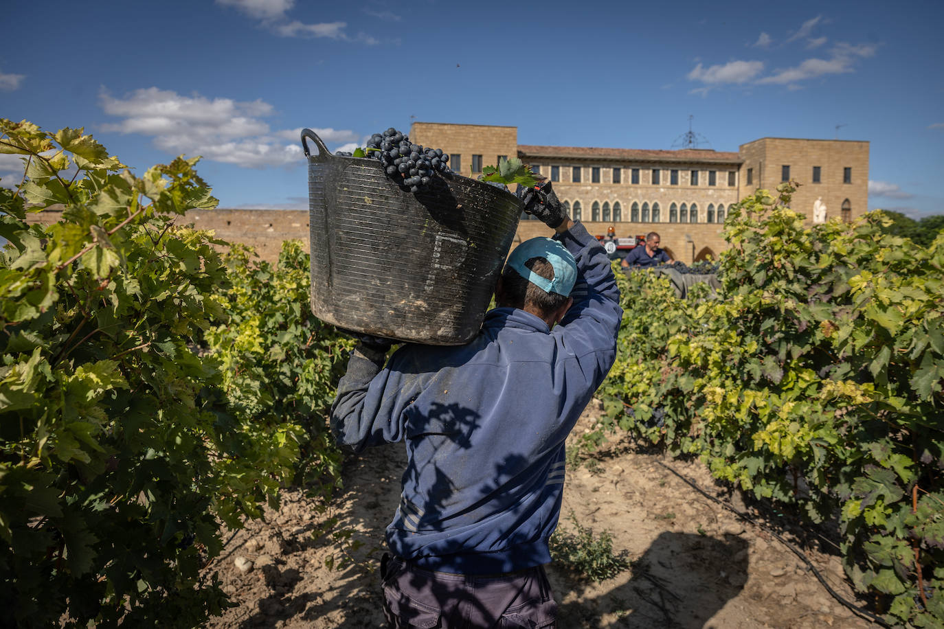 Las imágenes de la vendimia del santuario de La Estrella