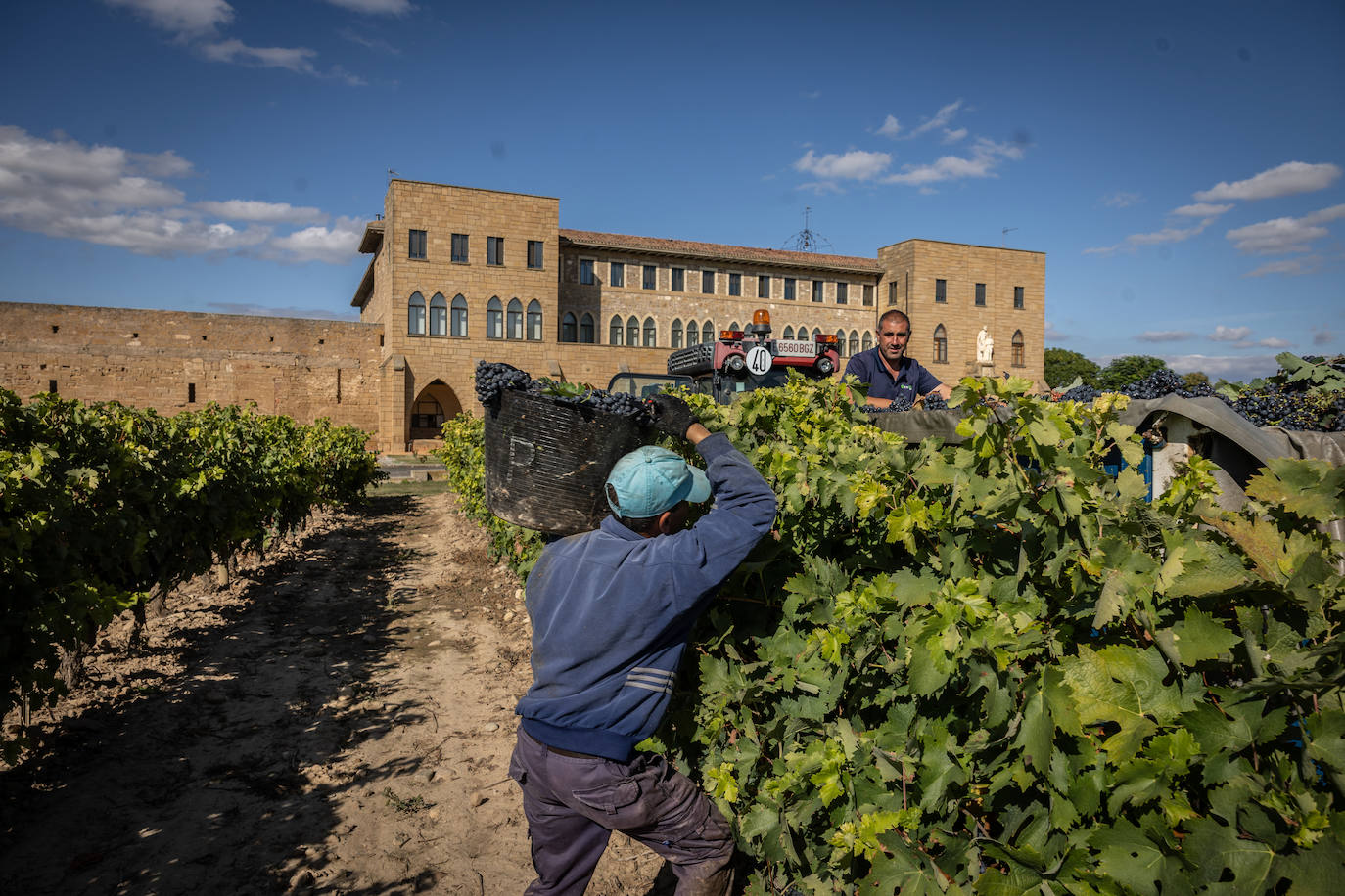 Las imágenes de la vendimia del santuario de La Estrella