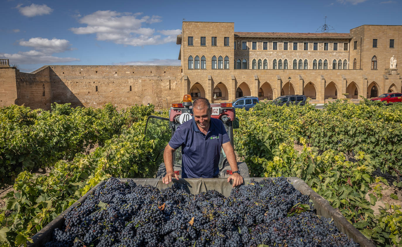 Las imágenes de la vendimia del santuario de La Estrella