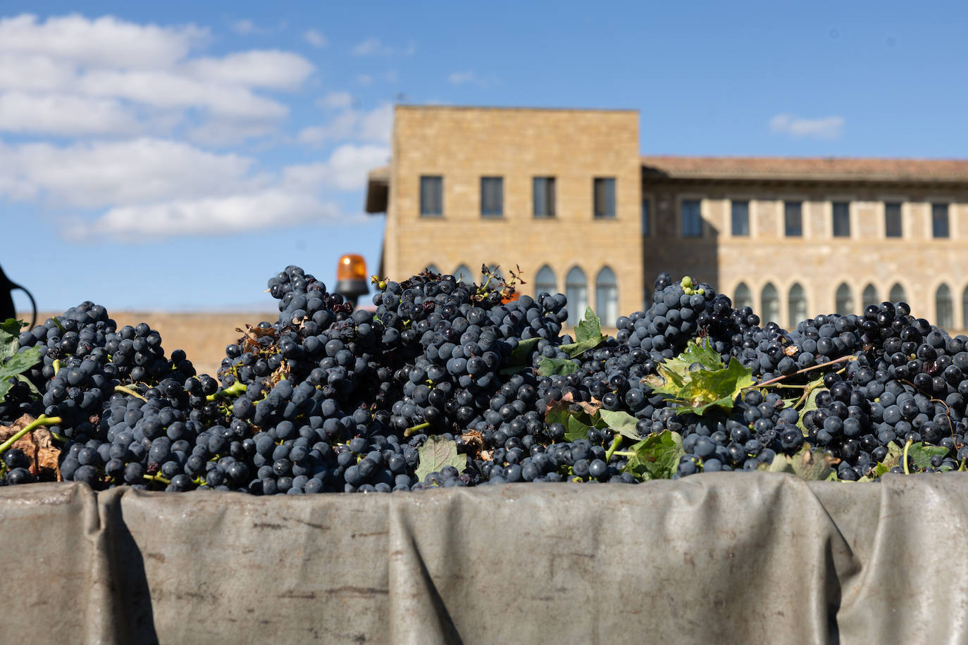 Las imágenes de la vendimia del santuario de La Estrella