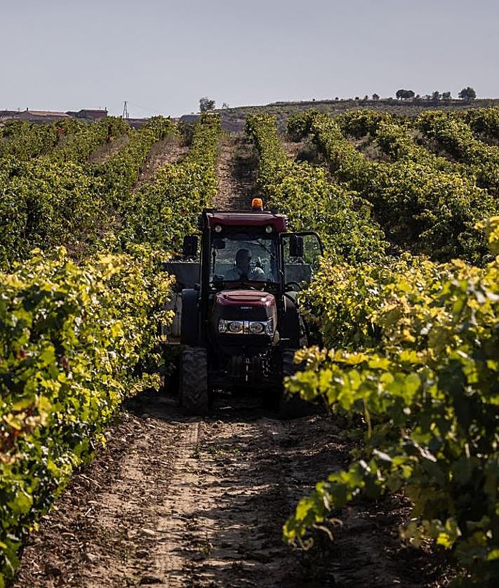 Imagen secundaria 2 - Vendimia en la tarde de ayer en el monasterio de La Estrella de San Asensio.
