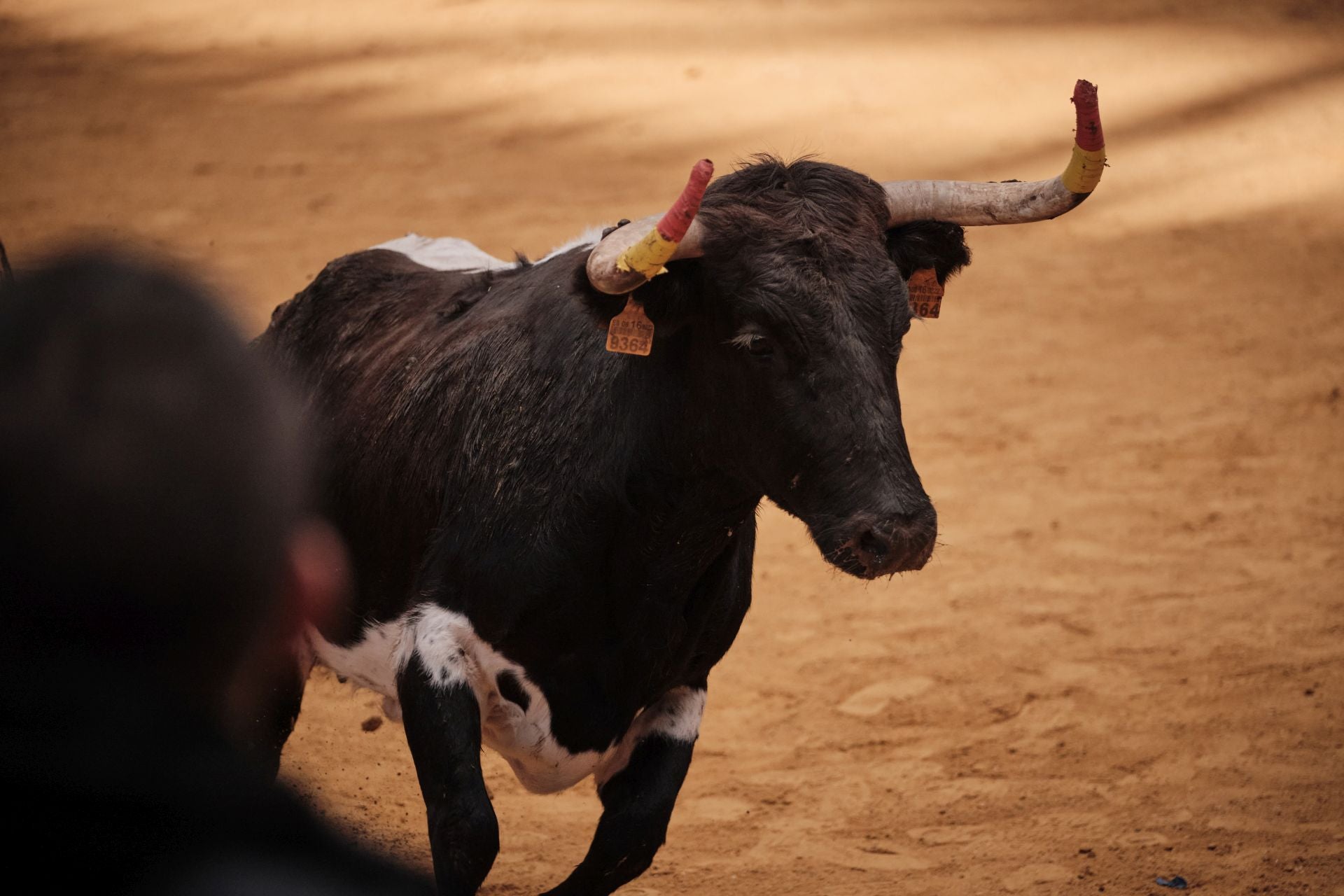 Último día de vaquillas en La Ribera