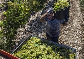 Vendimia de uvas blancas