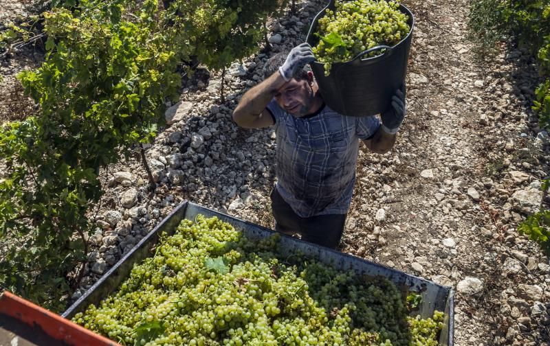 Vendimia de uvas blancas