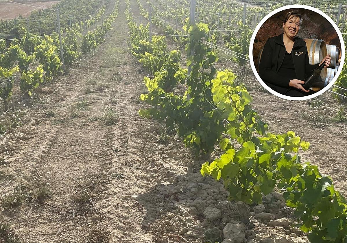 Parcela reinjertada de tempranillo tinto a garnacha blanca