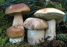 Boletus