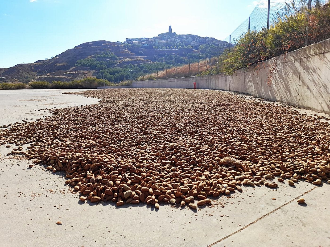 Almendras secándose al sol en la cooperativa Garu de Ausejo, con el pueblo al fondo.