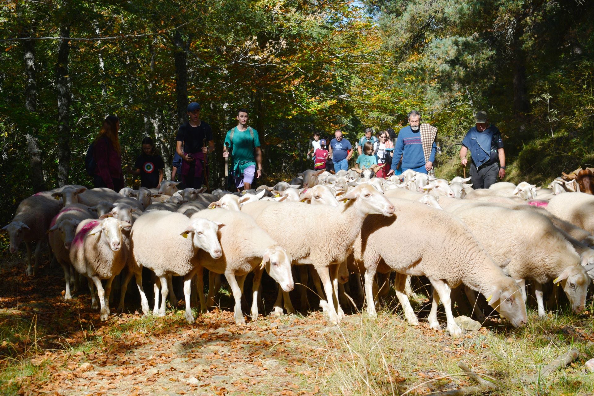 La XIX Fiesta de la Trashumancia, en imágenes