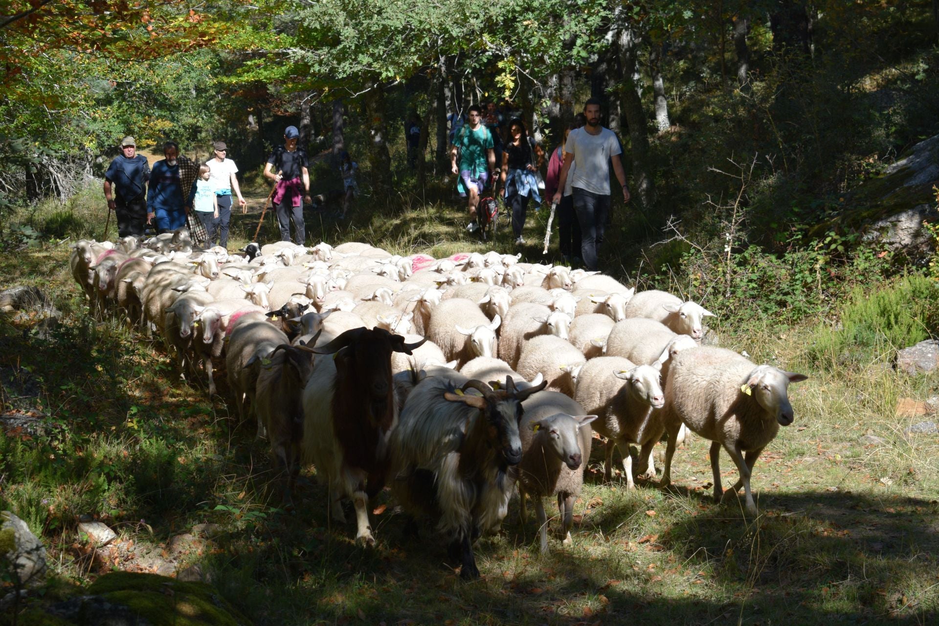 La XIX Fiesta de la Trashumancia, en imágenes