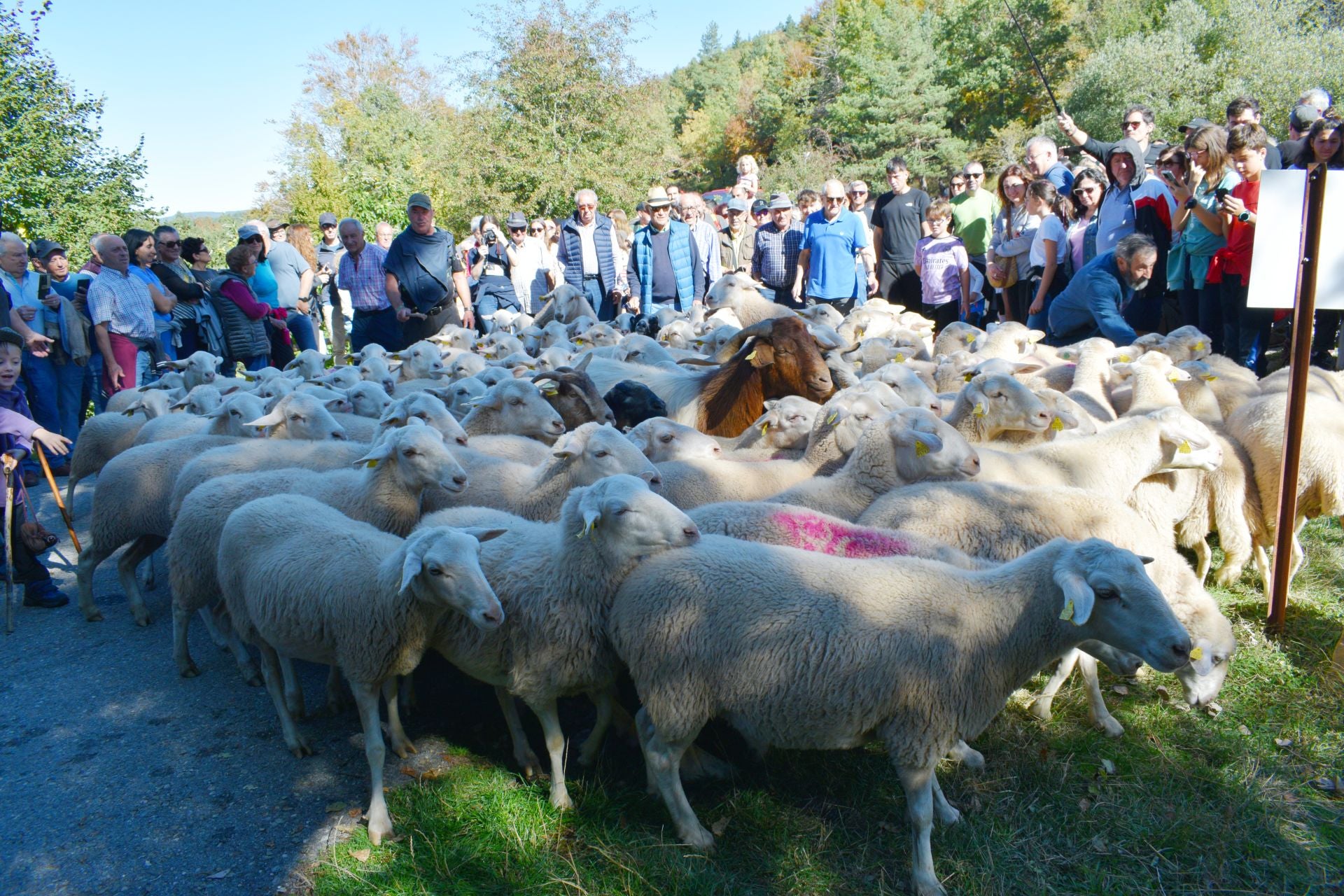La XIX Fiesta de la Trashumancia, en imágenes