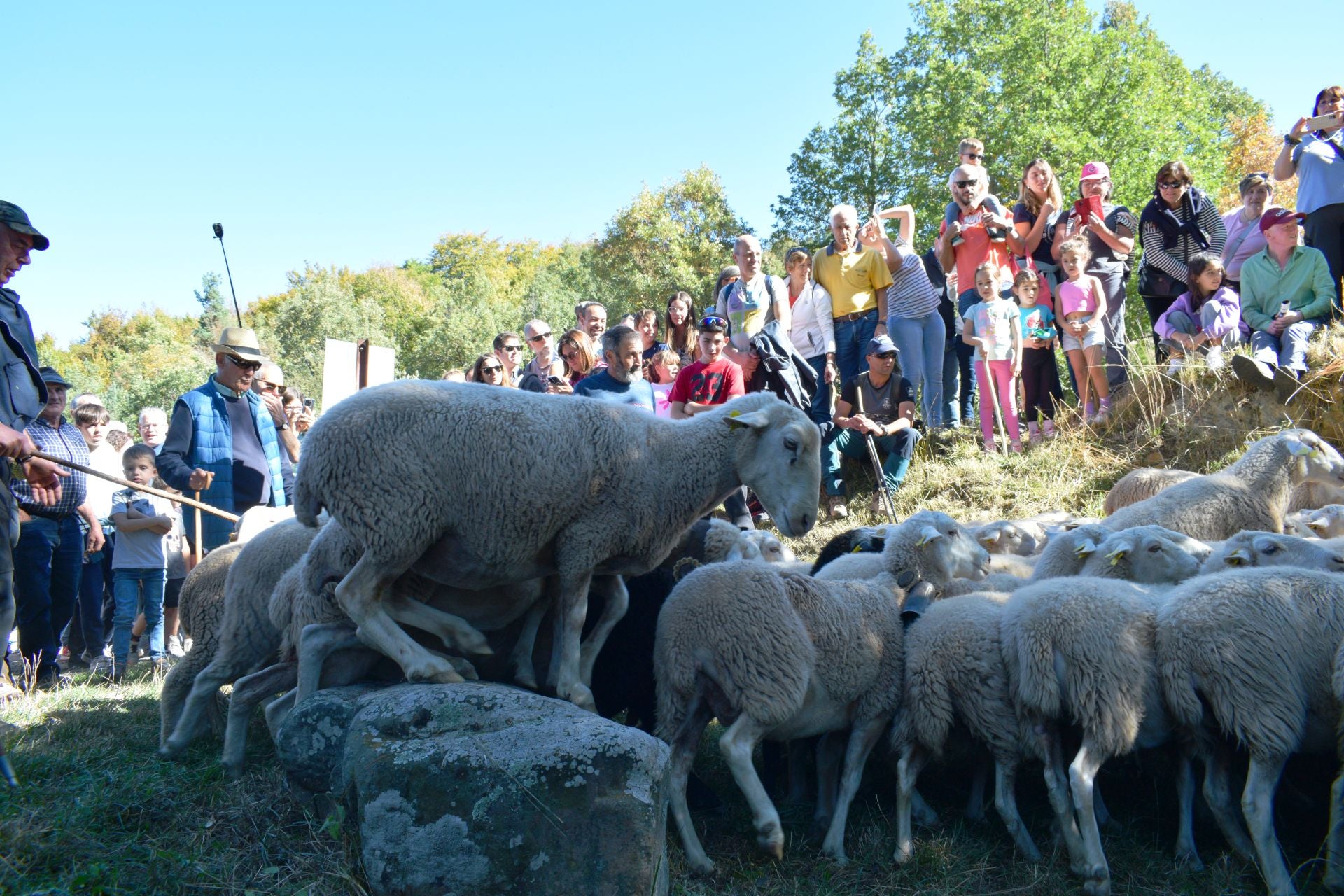 La XIX Fiesta de la Trashumancia, en imágenes