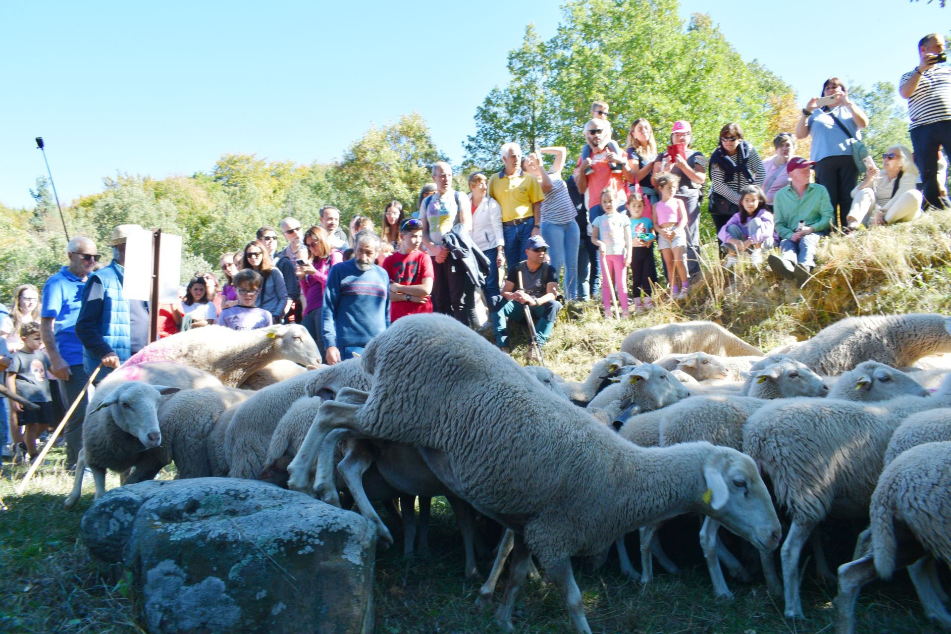 La XIX Fiesta de la Trashumancia, en imágenes