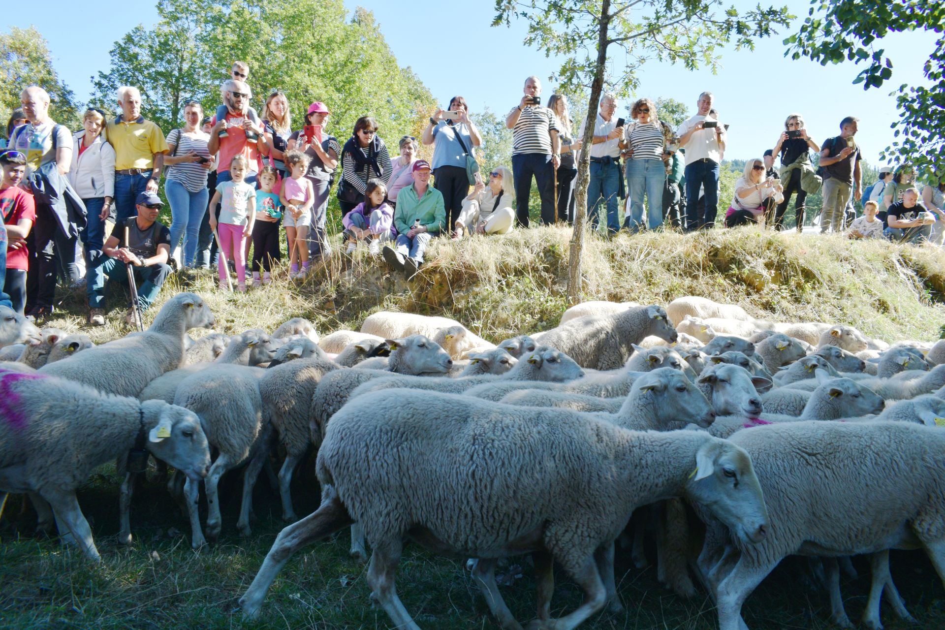 La XIX Fiesta de la Trashumancia, en imágenes