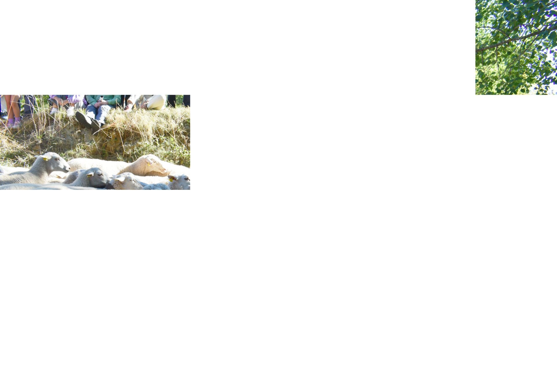 La XIX Fiesta de la Trashumancia, en imágenes