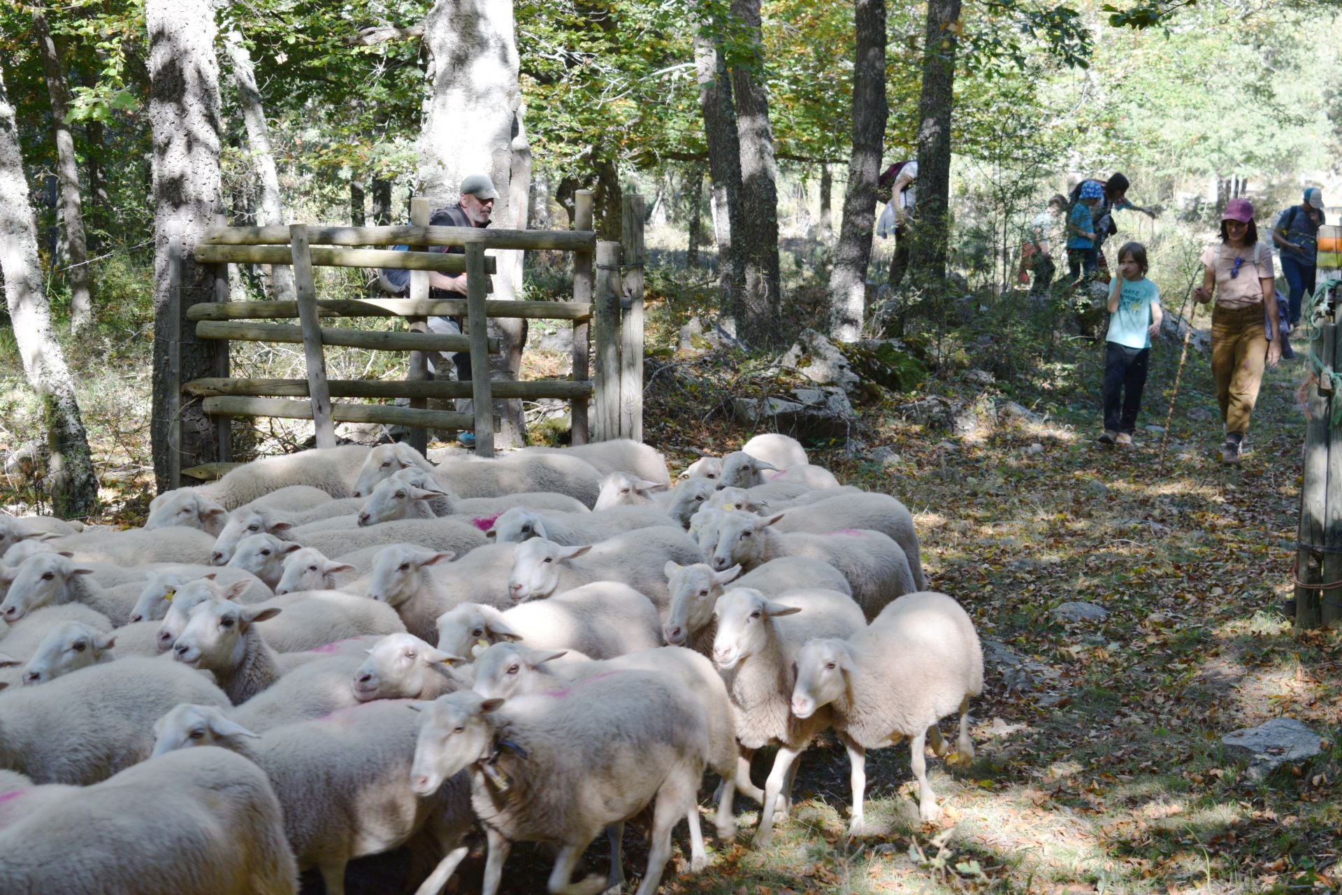 La XIX Fiesta de la Trashumancia, en imágenes