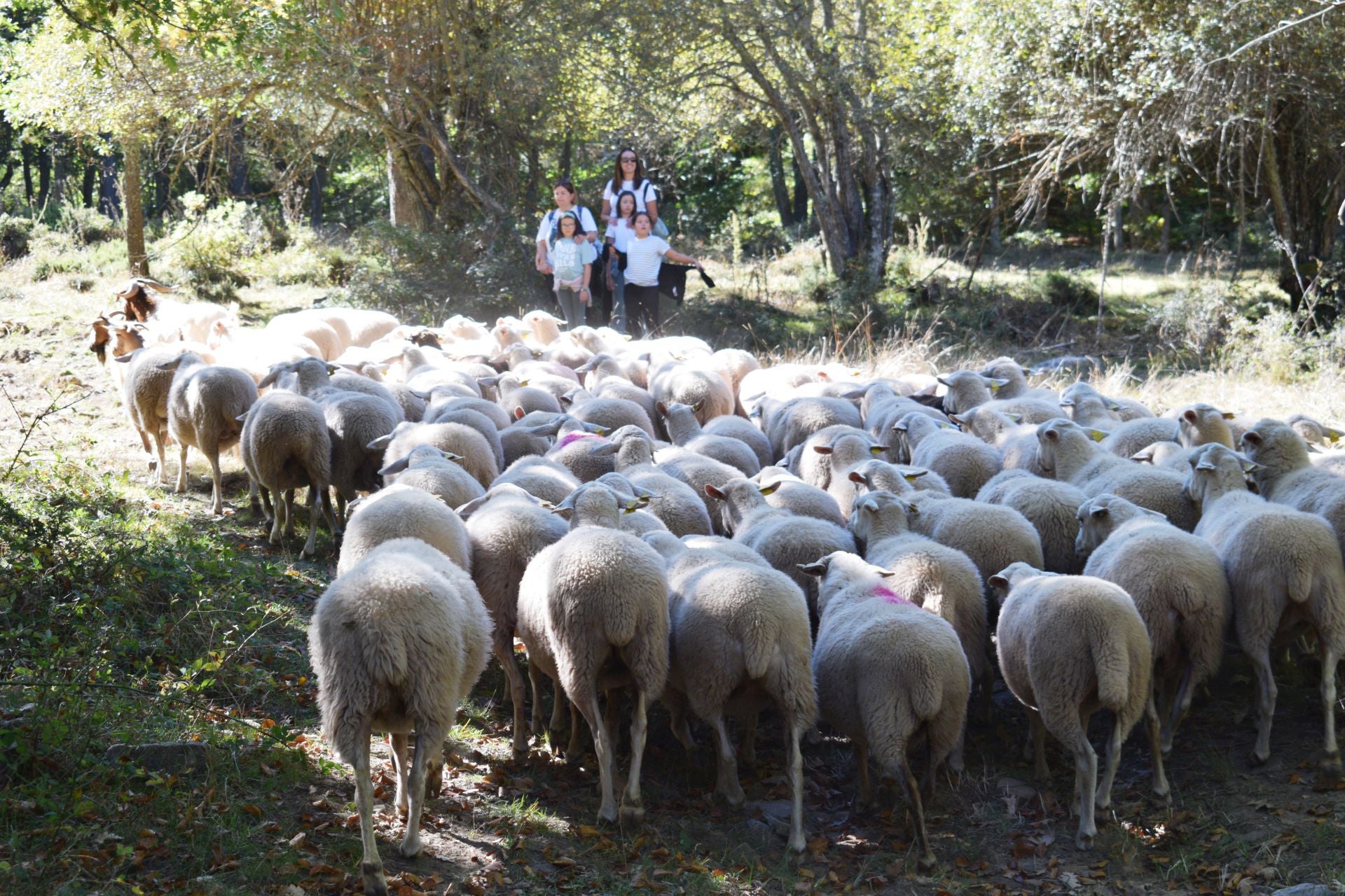 La XIX Fiesta de la Trashumancia, en imágenes