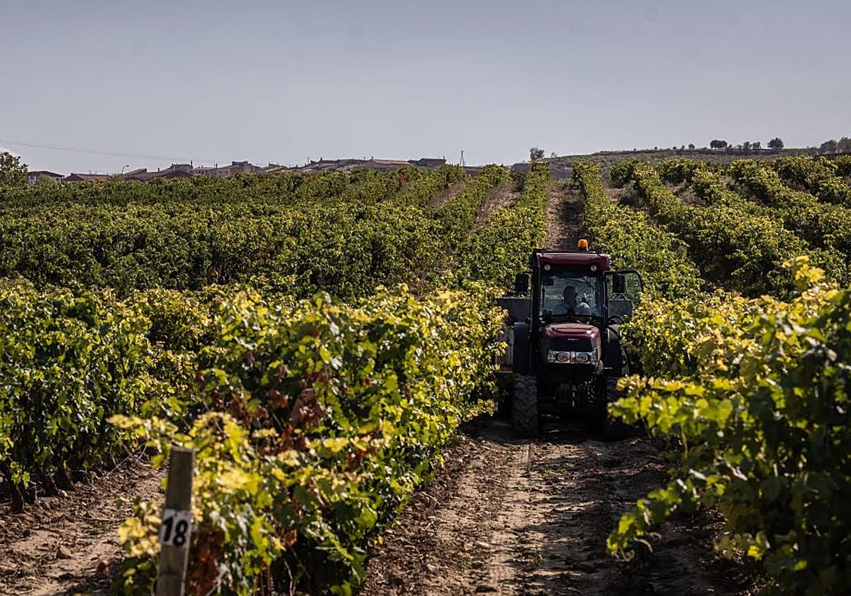 Un tractor recorre los renques de su viñedo durante esta vendimia.