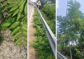 Tres imagen del alianto, especie invasora en La Rioja