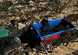 Vendimia en la localidad de Ábalos