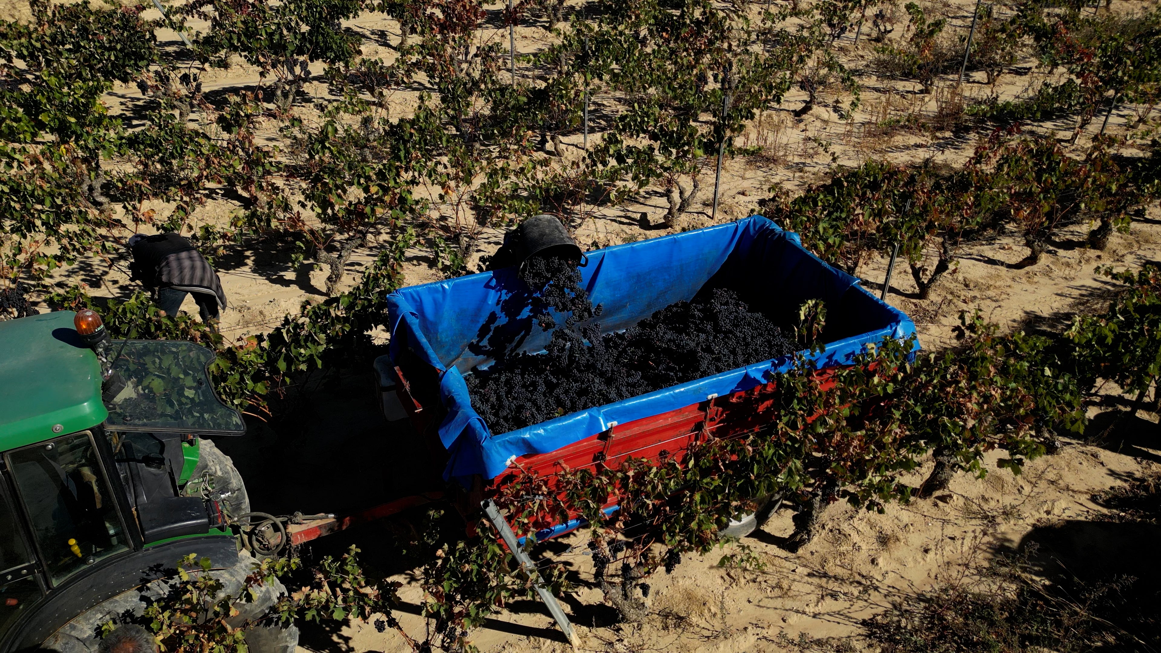 Vendimia en la localidad de Ábalos