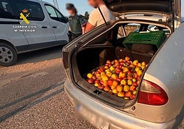Investigado en Aldeanueva un hombre que llevaba 140 kilos de nectarinas robadas en el maletero