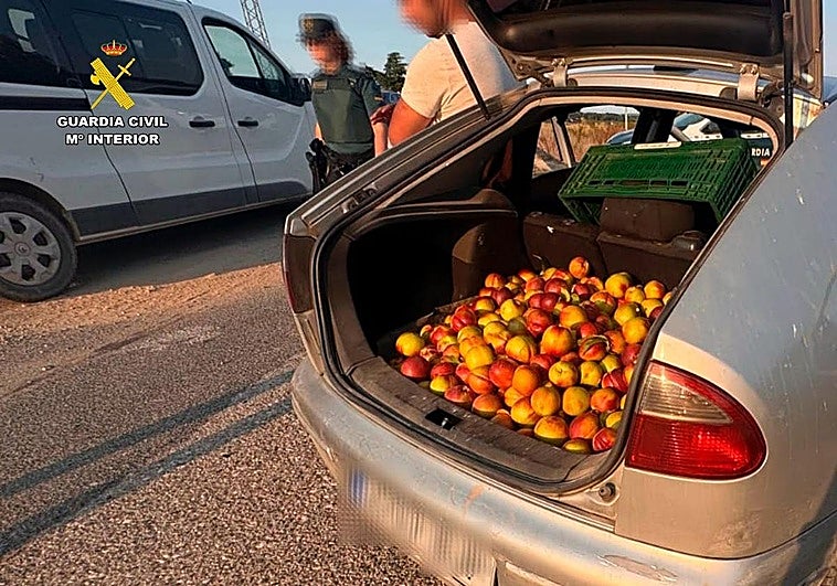 Investigado en Aldeanueva un hombre que llevaba 140 kilos de nectarinas robadas en el maletero