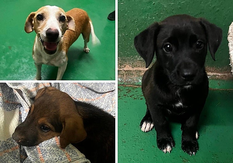 Livia y sus seis cachorros necesitan un hogar