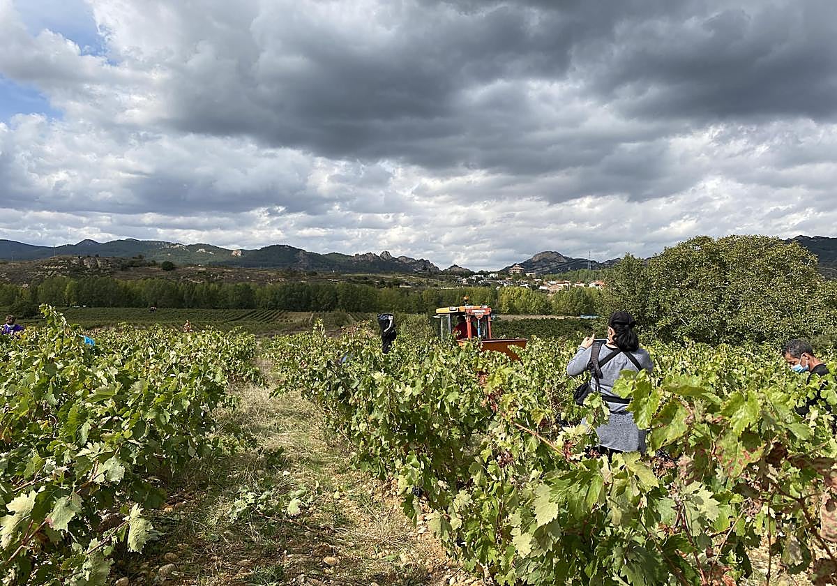 Vendimia en la viña de Roberto Salinas, frente a Briñas.