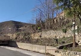 Intervención en Cervera para eliminar ailantos del entorno de la ermita de la Soledad, junto a la LR-284 (carretera de Aguilar).