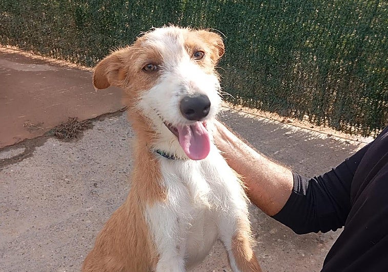 Bambi, un cachorro de tan solo seis meses de edad