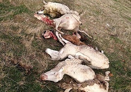 Las ovejas muertas en Ezcaray por el ataque del lobo.