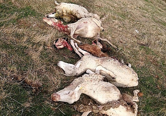 Las ovejas muertas en Ezcaray por el ataque del lobo.