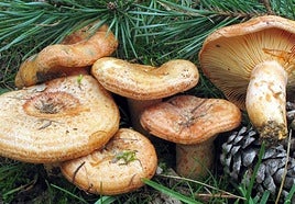 La exposición de setas cierra este domingo las XXXI Jornadas Micológicas de Haro