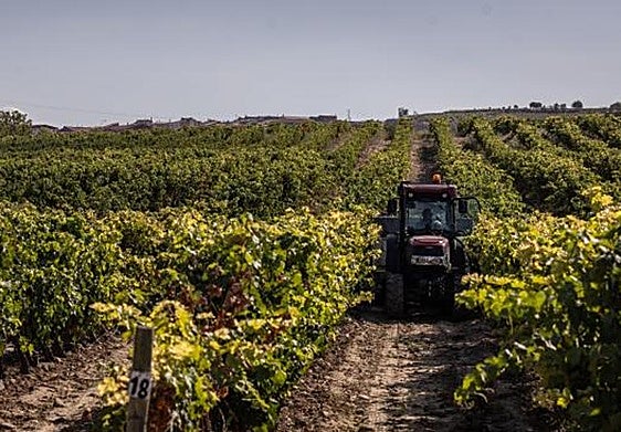 Vendimia esta campaña en San Asensio