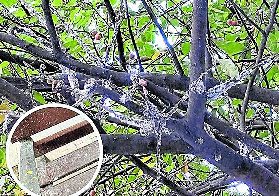 «Me devuelven las consumiciones por lo que cae del árbol», hoy en La Guindilla.