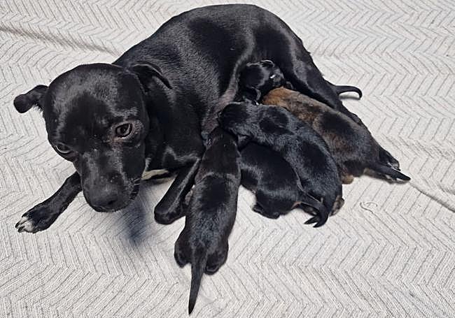 Kalina, perra en acogida con sus cachorros.