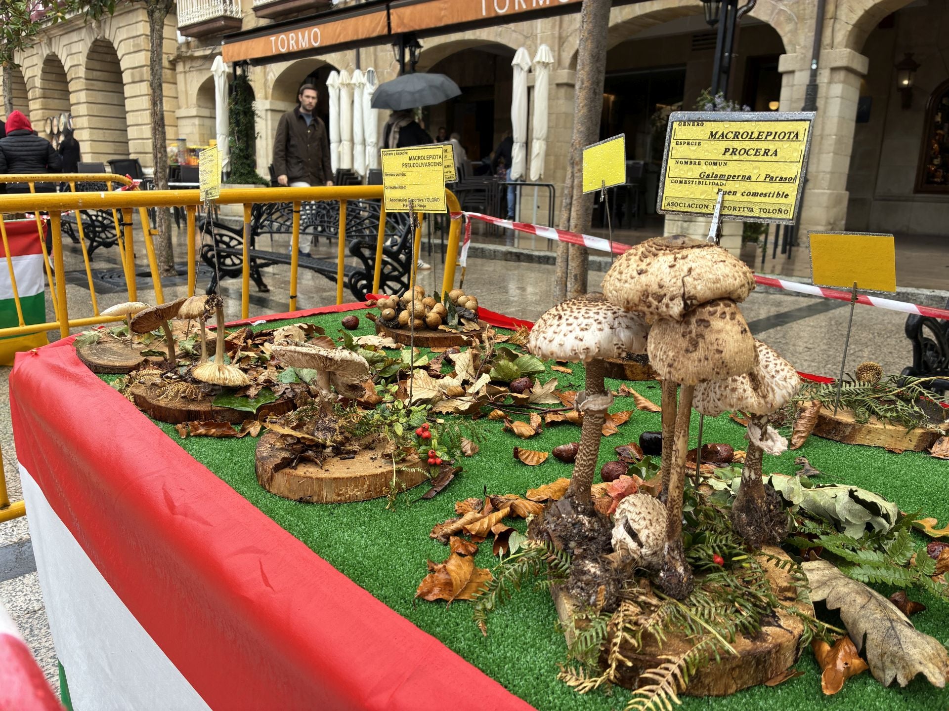 Las XXXI Jornadas Micológicas Jarreras, en imágenes