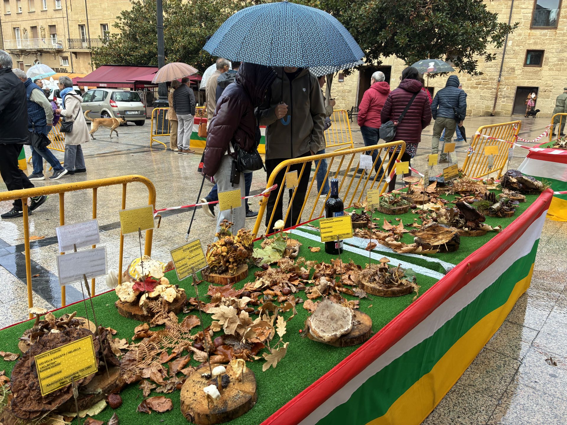 Las XXXI Jornadas Micológicas Jarreras, en imágenes