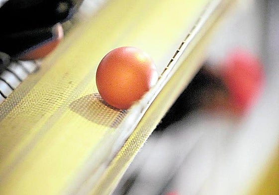 La gripe aviar llega a Navarra y cunde la preocupación en las granjas riojanas