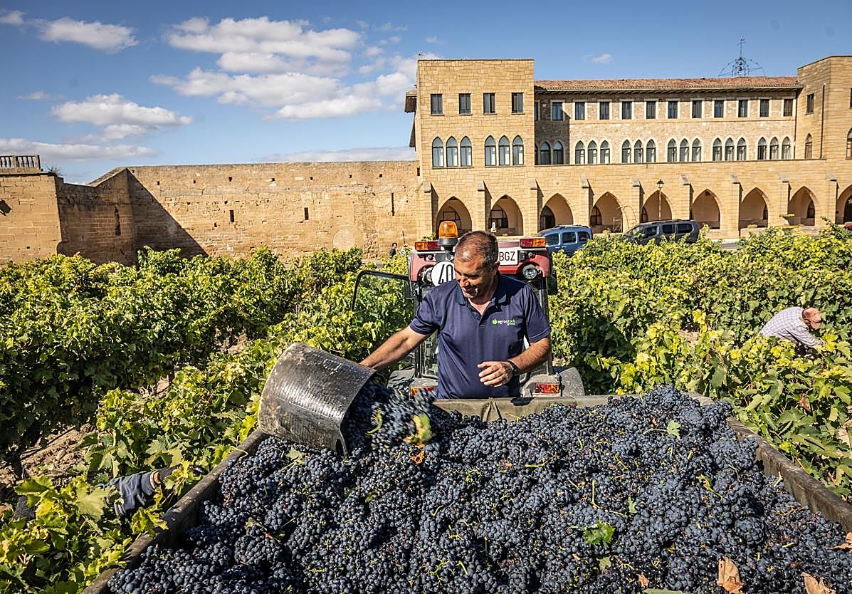 Vendimia en Señorío de La Estrella