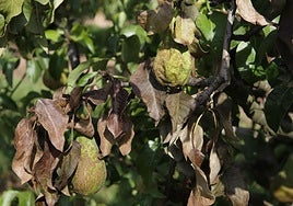Perales afectados por fuego bacteriano
