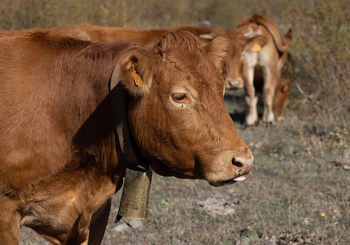 Algunas claves sobre la dermatosis nodular