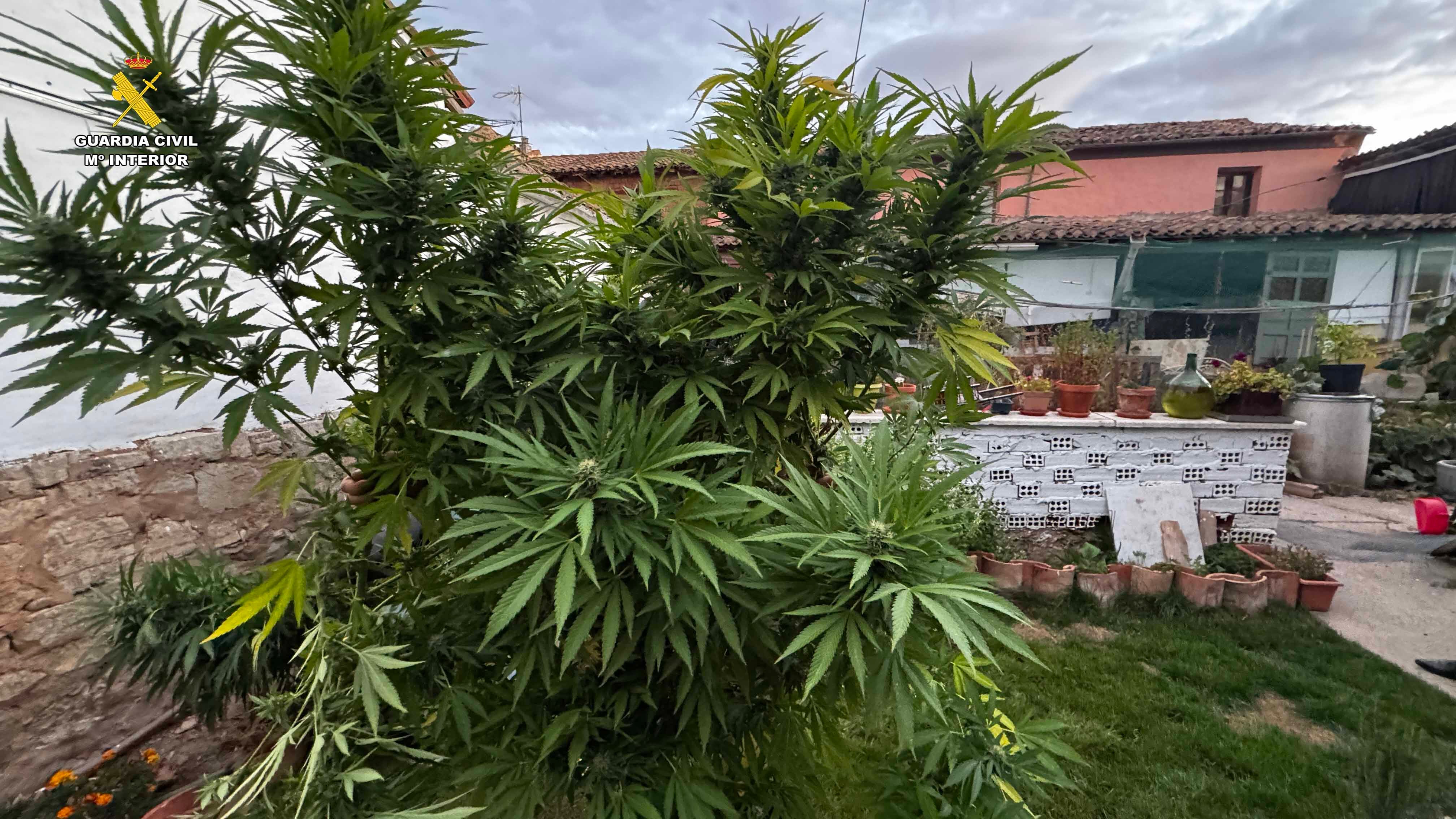 Desmantelada una plantación de marihuana en Arrúbal