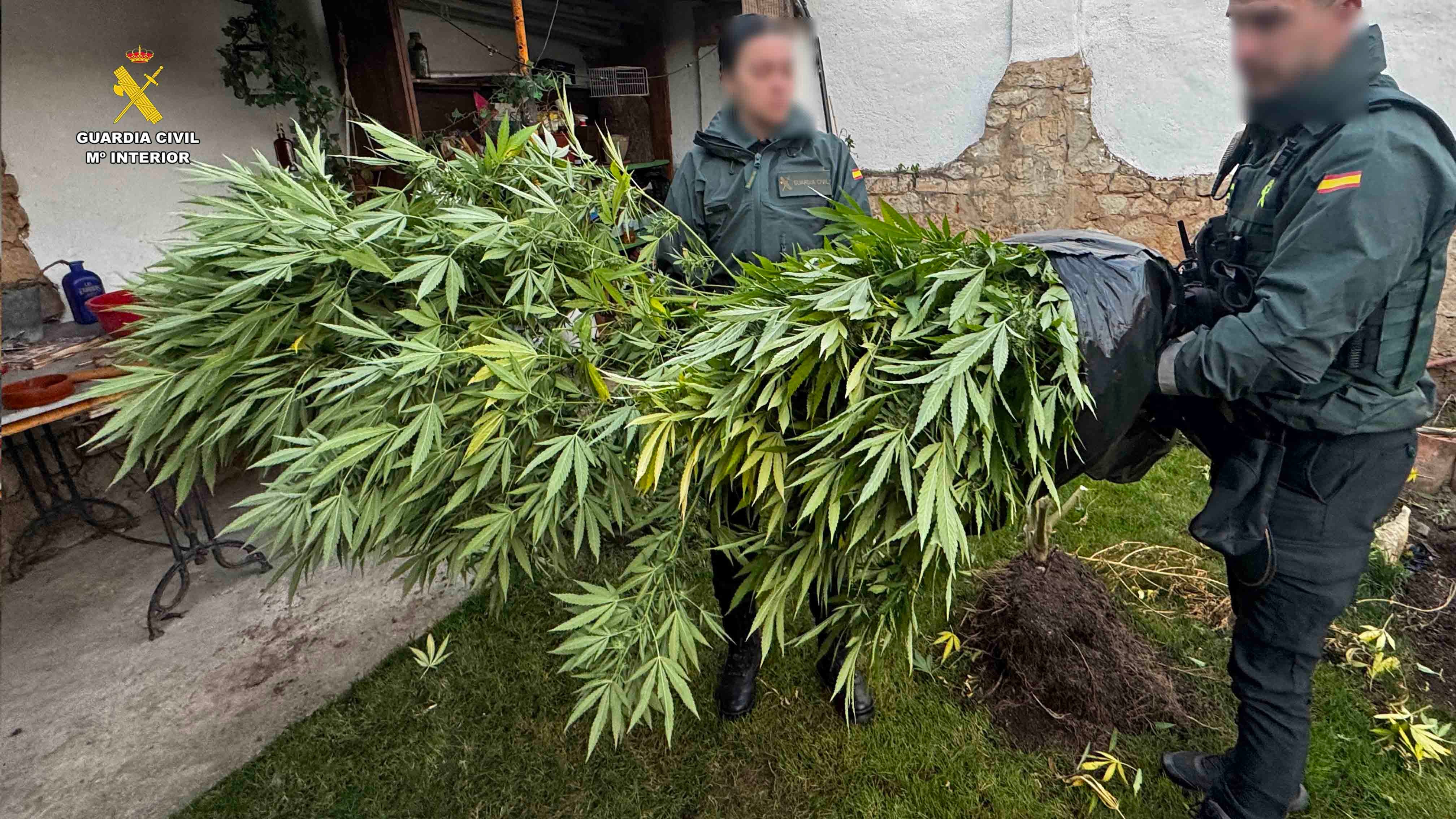 Desmantelada una plantación de marihuana en Arrúbal