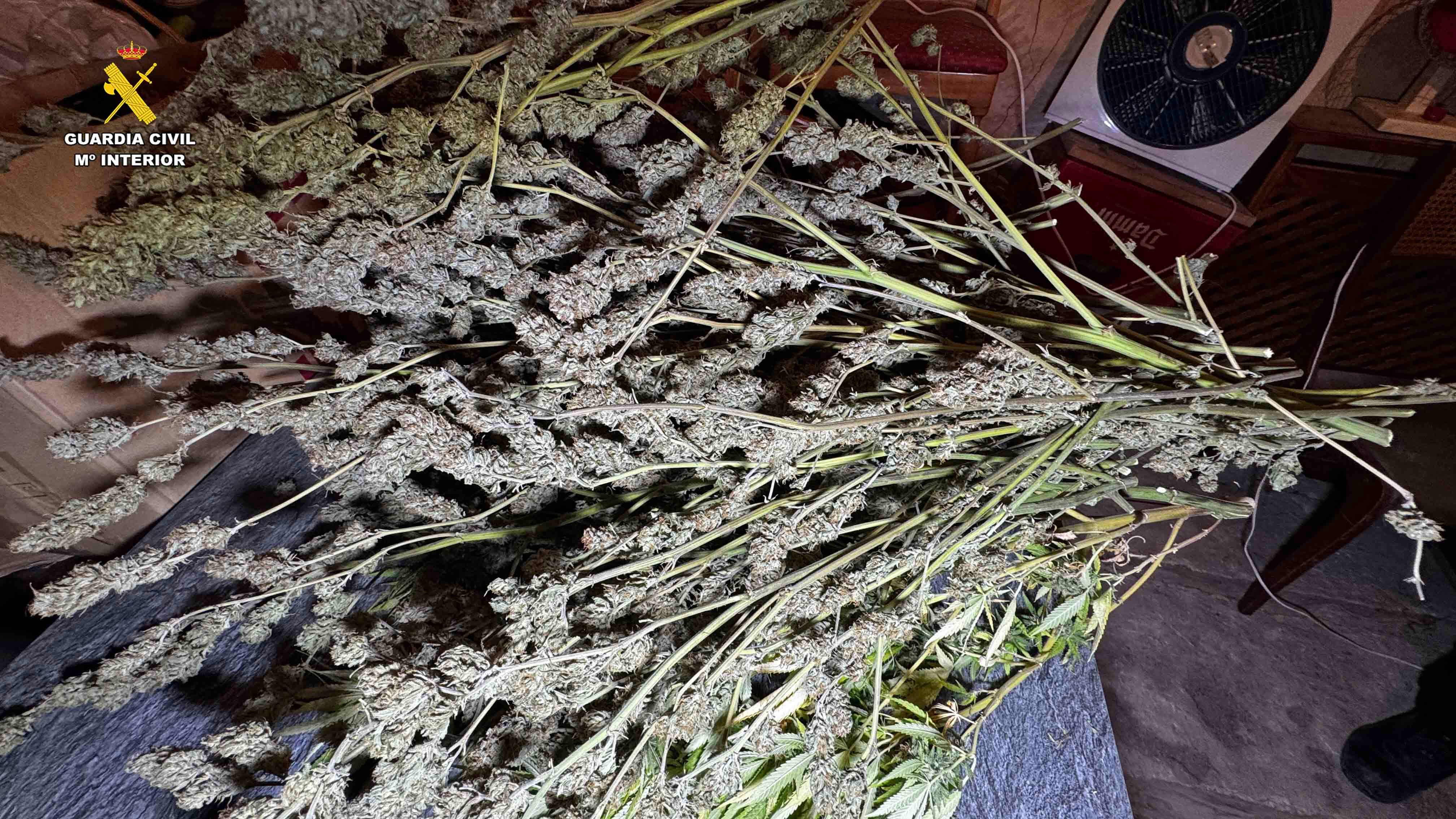 Desmantelada una plantación de marihuana en Arrúbal